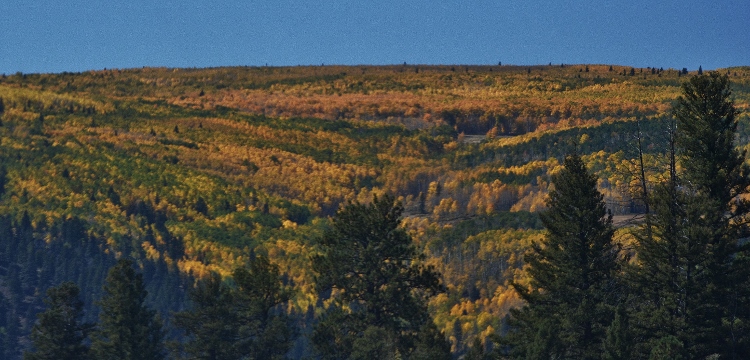 train through autumn colors